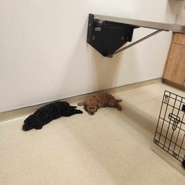 Goldendoodle Puppies from Hadie's Doodles