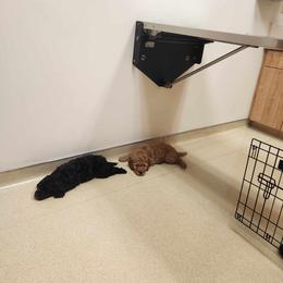 Goldendoodle Puppies from Hadie's Doodles