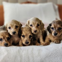 Dachshund Puppies from Pretty Little Dachshunds