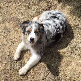 Australian Shepherds from True North Aussies