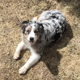 Australian Shepherds from True North Aussies