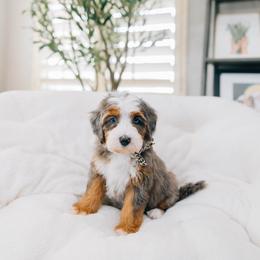 Boop - Merle female Bernedoodle puppy in Murray, Utah from Sun Valley Doodles