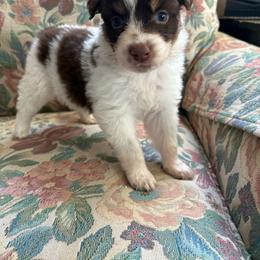 Cash - Red tri-color male Australian Shepherd puppy in Grants Pass, Oregon from Carmel Mountain Aussies