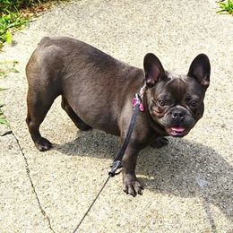 Azula - French Bulldog