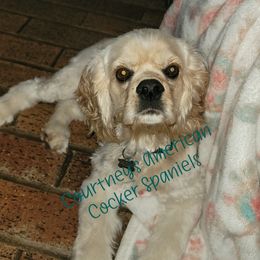 Jasper - Cocker Spaniel