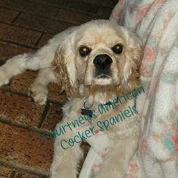 Jasper - Cocker Spaniel