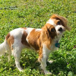 Daisy - Cavalier King Charles Spaniel