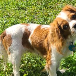 Daisy - Cavalier King Charles Spaniel