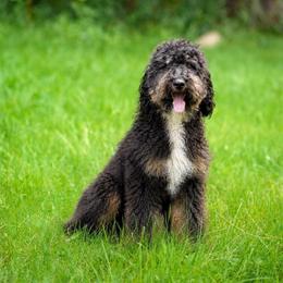 Oreo - Bernedoodle