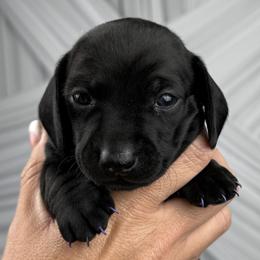 River - Black female Dachshund puppy in Atwater, California from Jes & 3 weens