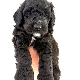 Purple Girl - Pancake - Black female Bernedoodle puppy in Moulton, Alabama from Triple W Doodles