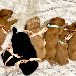 Australian Labradoodle Puppies from Lake Bay Labradoodles
