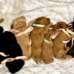 Australian Labradoodle Puppies from Lake Bay Labradoodles