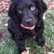 Boykin Spaniels from 3 & 20 Kennel