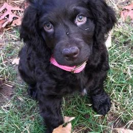 Boykin Spaniels from 3 & 20 Kennel