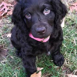 Boykin Spaniels from 3 & 20 Kennel