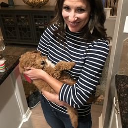 Goldendoodle Puppies from Labradoodleday