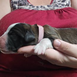 Pink - Brown and white female Saint Bernard puppy in Lebanon, Oregon from Tonya Tate's Saint Bernards