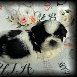 Shih Tzu Puppies from T-Amore Shih Tzu