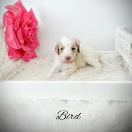 Bird - Parti female Goldendoodle puppy in from Pink Poodles and Doodles