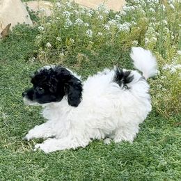Kylie - Parti female Poodle puppy in Lompoc, California from Canyon Spring Ranch Poodles