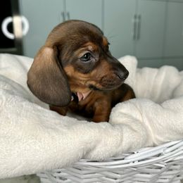 Dachshund Puppies from Harrison Farm
