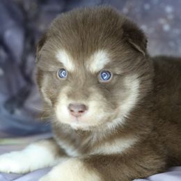 Toffee - Red and white male Alaskan Malamute puppy in Independence, Virginia from New River Valley Malamutes