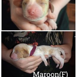 Maroon - Lemon and white female Basset Hound puppy in Highland, Michigan from Dream Hounds of Michigan