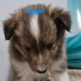 Popper - Sable & white male Toy Shetland Sheepdog puppy in Houston, Texas from LaLa's Lilliputian Lassies
