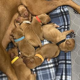 Brittany and Vizsla Puppies from Tequila Kennels
