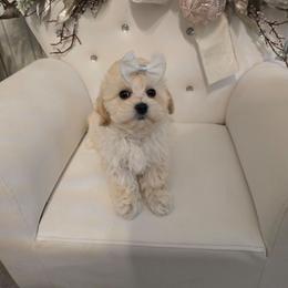 Pumpkin - Cream female Maltipoo puppy in Washington from Mt.BakerPoodles&Doodles