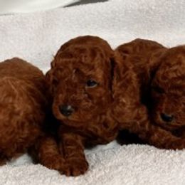 Bulldogs and Poodles from King’s Bulldogs