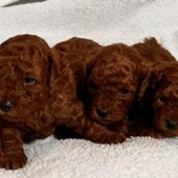 Bulldogs and Poodles from King’s Bulldogs