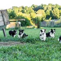 Border Collie Puppies from Cullins Collies