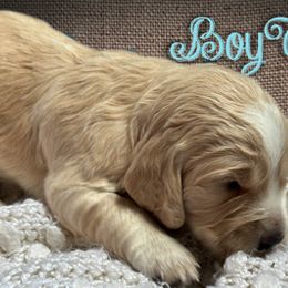 Boy 2 - Lemon and white English Cocker Spaniel puppy in Morriston, Florida from Serendipity English Field Cockers