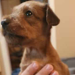 Irish Terriers from Jackman's Puppies