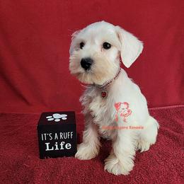 Boy 2 - male Miniature Schnauzer puppy in Daphne, Alabama from Puppy Sugars Kennels