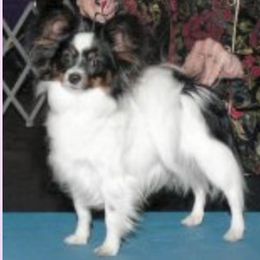 Flame - Papillon