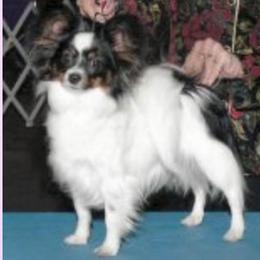 Flame - Papillon