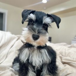 Bella - Miniature Schnauzer