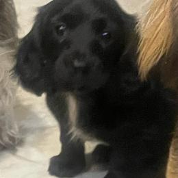 Maisy - Black female Dachshund puppy in Mountain Home, Idaho from Desert Wind Dachshunds