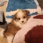 Midwest Mini Autumn - Apricot Mi-Ki puppy in Clearwater, Kansas from Midwest Mini Mi-kis