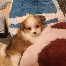 Midwest Mini Autumn - Apricot Mi-Ki puppy in Clearwater, Kansas from Midwest Mini Mi-kis
