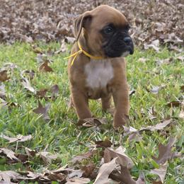Mr. Dijon - Fawn male Boxer puppy in Prairieville, Louisiana from Puppy Patch