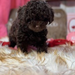 Girl 1 - Brown Poodle puppy in Carthage, Missouri from Hounds by Mishelle