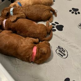 Labradoodle Puppies from Desert Mountain Doodles