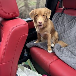 Nova Scotia Duck Tolling Retriever Puppies from Chimay Kennels