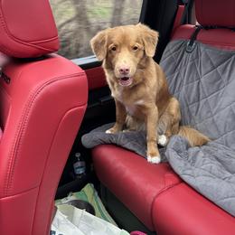 Nova Scotia Duck Tolling Retriever Puppies from Chimay Kennels