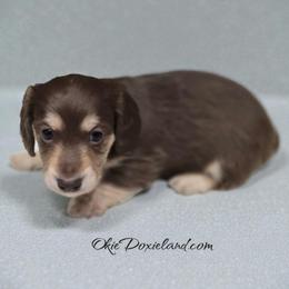 Cowboy - Chocolate and cream male Dachshund puppy in Oklahoma City, Oklahoma from OkieDoxieland Dachshunds