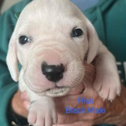 Risk - White and black male Dalmatian puppy in New Jersey from Prestige Dalmatians